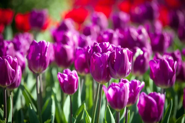 Colorful Spring Tulips in a garden — Stock Photo, Image