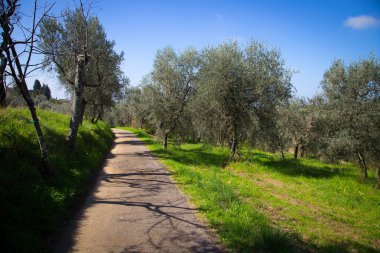 Plantation of Olive Trees