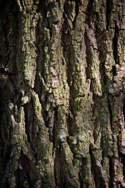 Meşe ağaç kabuğu 