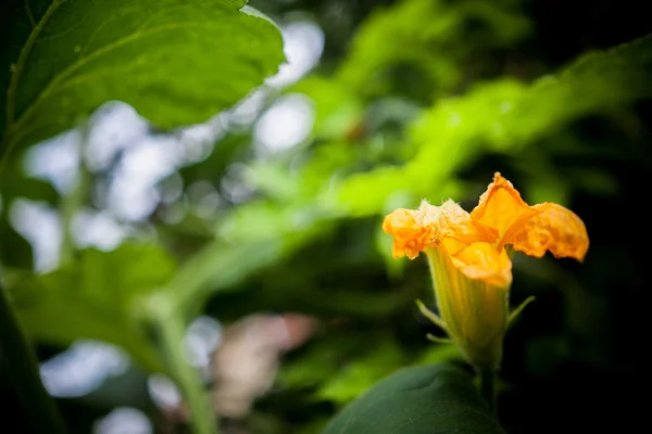 Yaz kabak çiçekleri — Stok fotoğraf