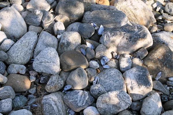 Fundo de rochas e conchas vazias close-up costa ostras — Fotografia de Stock