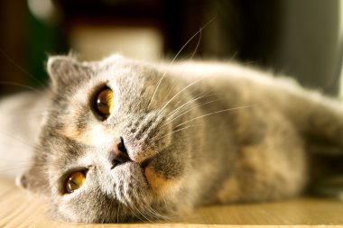 Mavi İskoç fold kedi