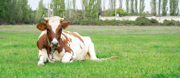 La vaca en la hierba —  Fotos de Stock