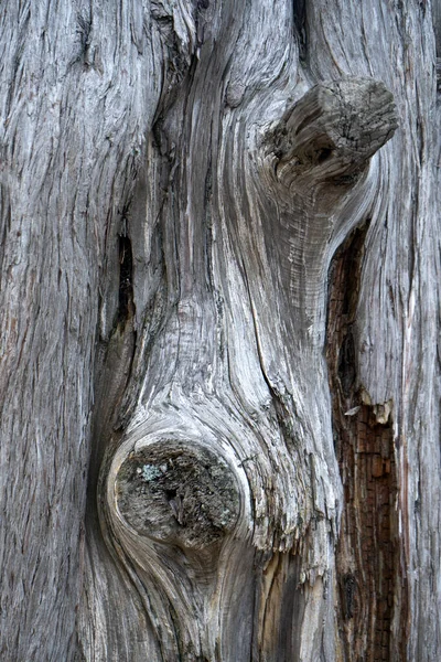 Close up of knotted dead tree trunk — Stock Photo, Image