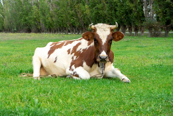 The Cow on grass — Stock Photo, Image