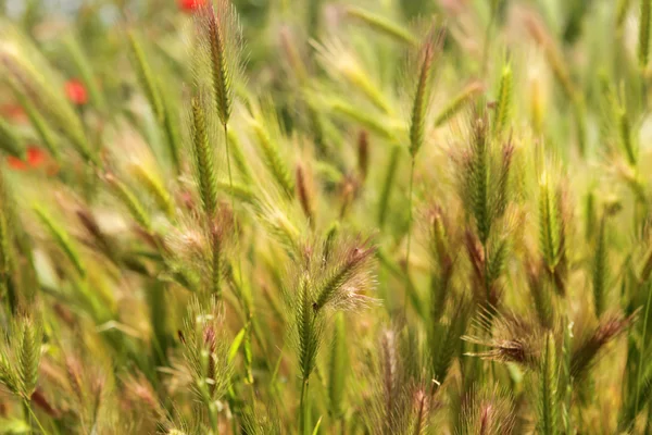 Fluffy grass background — Stock Photo, Image