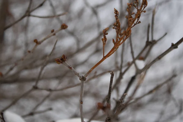 Лиловые Почки Конце Зимы Урале — стоковое фото