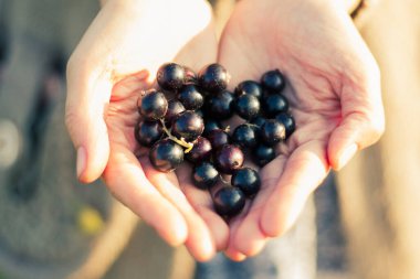 Aşkın avuçlarında taze frenk üzümü hasadı