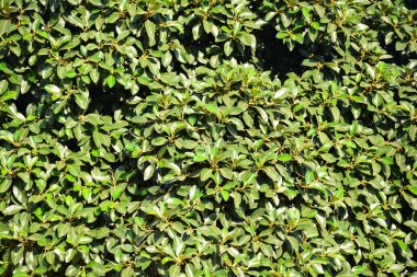 yeşil büyük ağaç