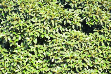 yeşil büyük ağaç