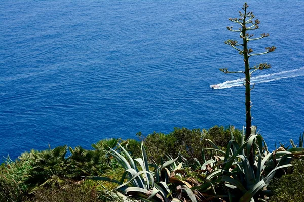 Javea