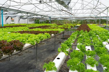 hydroponic organic vegetable farm that grow green lettuce clipart