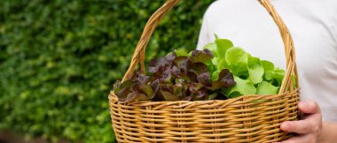 Kadının yeşil organik marulları çiftlikten topladığı ve kovada sakladığı afiş resmi (seçici odak)