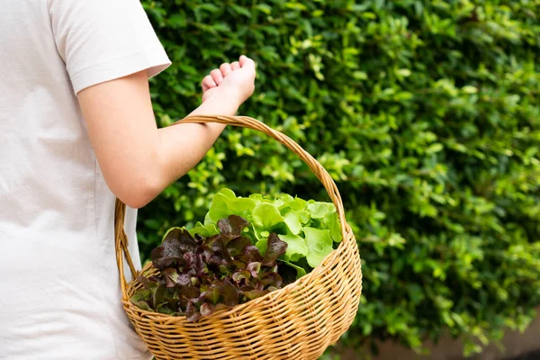 Mujer Cosecha Lechuga Orgánica Verde Granja Mantenerlos Cesta Enfoque Selectivo — Foto de Stock