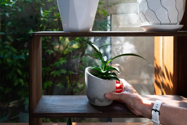 Close Hand Senior Woman Putting Plant Pot Shelf Decorate House — Stock Photo, Image