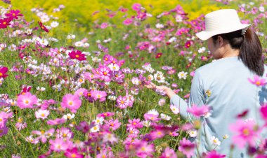 Yazın kozmos çiçek tarlasında yürüyen hasır şapka ve beyaz elbise giyen genç bir kadın.