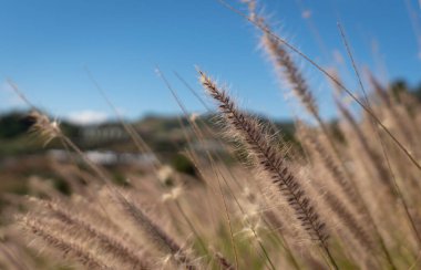 Yazın mavi gökyüzünün altındaki çimen çiçek tarlasının resmini kapat (seçici odak)