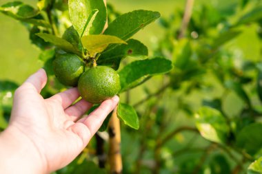 Çiftlikteki ağaçta taze limon meyvesi tutan el.