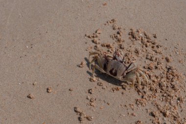 Güzel yengeç kazıyor kumsalda