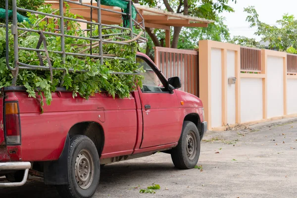 Camión Rojo Llevar Ramificado Árbol Que Fue Podado Para Ponerlos — Foto de Stock