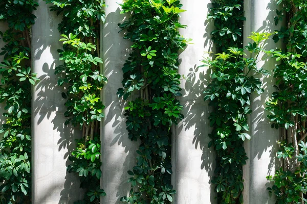 Wand Aus Beton Und Pflanze Dazwischen Zur Dekoration Des Hauses — Stockfoto