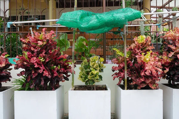 Ombre Temporaire Était Pour Plante Été Faite Pour Protéger Bleuet — Photo