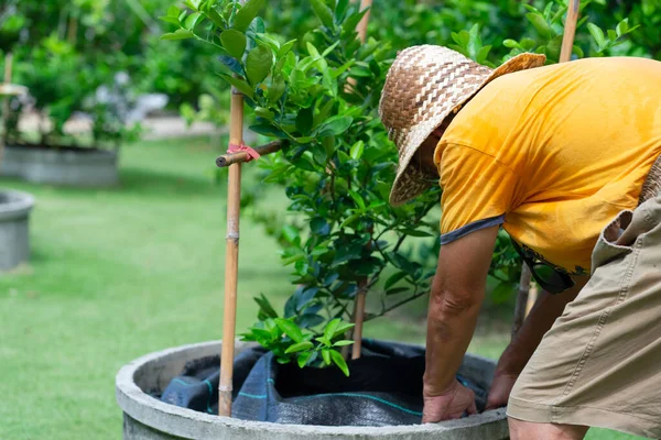 Agricultor Puso Lámina Plástico Negro Para Cubrir Suelo Bajo Árbol — Foto de Stock