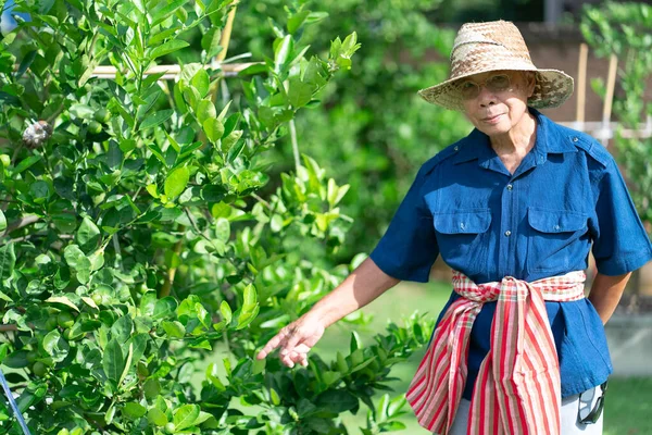 Портрет Старшего Азиатского Фермера Улыбающимся Лицом Стоящим Ферме — стоковое фото