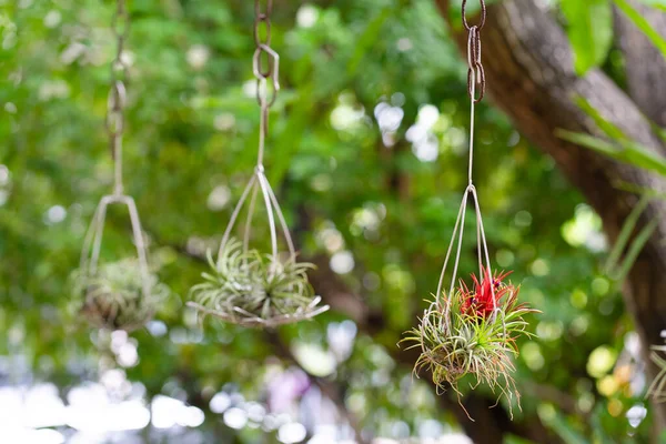 Petite Plante Air Accrochée Arbre Pour Décorer Jardin Vertical — Photo