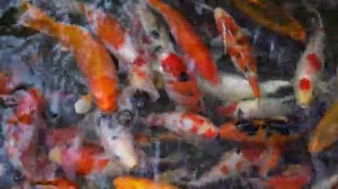Gölette renkli koi balığı sürüsü