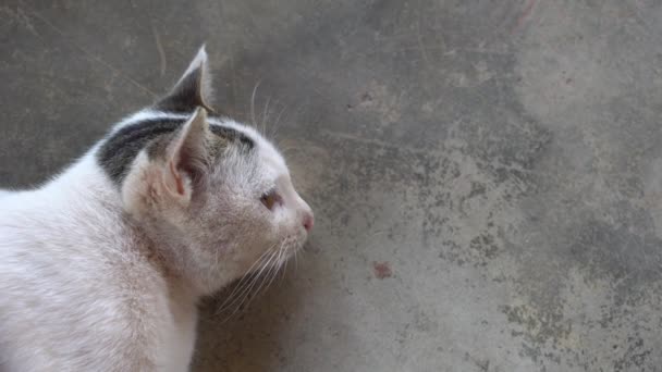 Nahaufnahme Der Niedlichen Weißen Katze Der Zementwand — Stockvideo