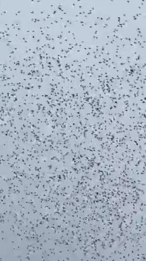 Bir grup böcek gökyüzünde uçuyor. Dikey Görüntü