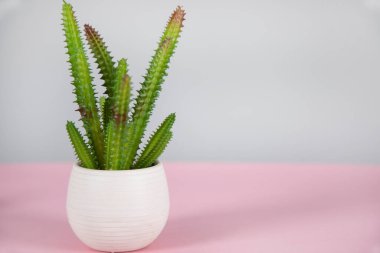 Pembe masa zemininde kaktüs