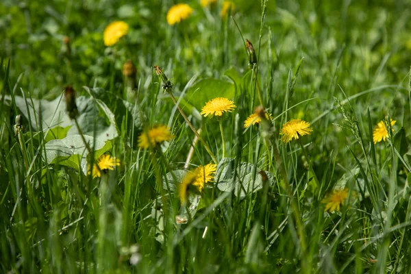 Κίτρινο Λουλούδι Στο Πράσινο Γρασίδι Κήπο Φόντο — Φωτογραφία Αρχείου