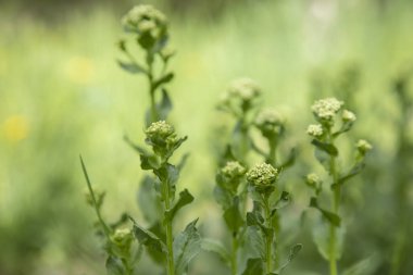 Yeşil çimen arka planında beyaz çiçek