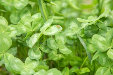 yeşil bahçe arka planında yeşil yapraklar