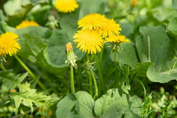 Gele Bloem Groen Gras Tuin Achtergrond — Stockfoto