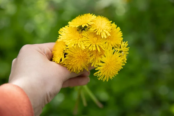 Γυναίκα Χέρι Εκμετάλλευση Κίτρινο Λουλούδι Στον Κήπο — Φωτογραφία Αρχείου