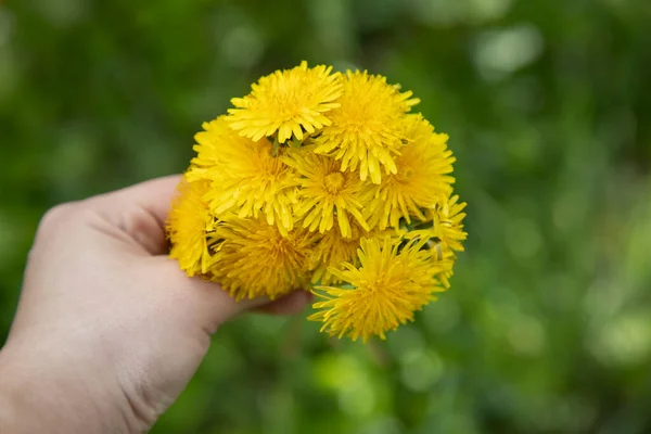 Mão Mulher Segurando Flor Amarela Jardim — Fotografia de Stock