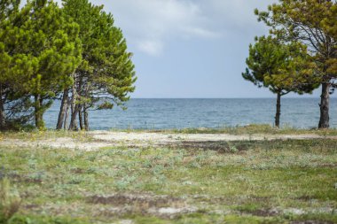 Deniz kıyısında yeşil ağaçlar.