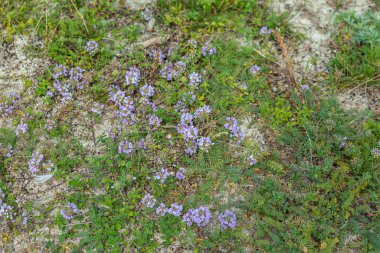 yeşil çimlerin üzerinde mor çiçekler