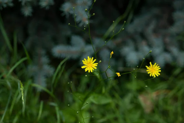 Gele Bloem Groene Tuin Achtergrond — Stockfoto