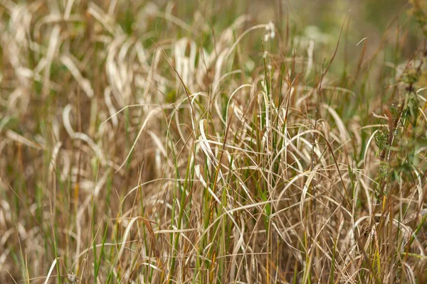 Campo Hierba Durante Puesta Del Sol — Foto de Stock