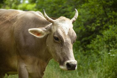 Dağda yeşil bir doğa var.