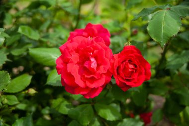 Bahçede kırmızı güller var.