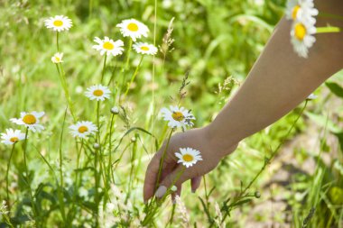 Kadın doğada papatya topluyor.