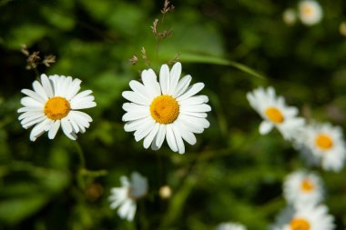 Güzel yeşil tarlada papatyalar.