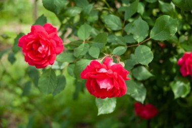 Bahçedeki çalılıklarda kırmızı çiçek