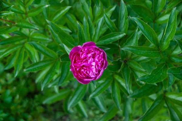 翠绿的花园里美丽的粉红色花朵 — 图库照片