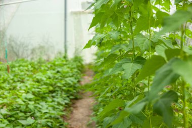 Seradaki yeşil fasulye çalıları